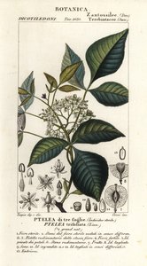 Gemeiner Hopfenbaum, Ptelea trifoliata, Ptelea di tre foglie von Corsi Corsi