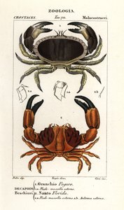 Essbare Krabbe und gefurchte Krabbe