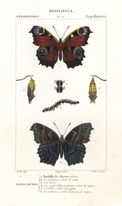 Tagpfauenauge, Aglais io von Corsi Corsi