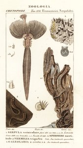 Fächerwurm, Serpula vermicularis 1, Vielborsterwurm, Spirorbis corrugatus 2, röhrenbauender Ringelwurm, Spirobranchus triqueter 3 und Galeolaria caespitosa 4 von Corsi Corsi