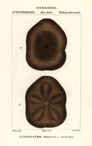 Flacher Seeigel, Clypeaster rosaceus