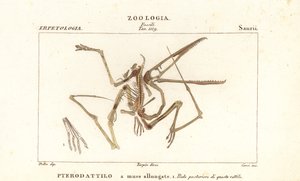 Fossiles Skelett eines ausgestorbenen Flugsauriers, Pterodactylus antiquus