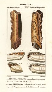 Fossilien ausgestorbener Mollusken