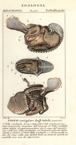 Großer Argonaut-Oktopus, Argonauta argo