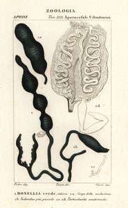 Grüner Löffelwurm, Bonellia viridis von Corsi Corsi