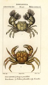 Hemigrapsus penicillatus und Potamon fluviatile