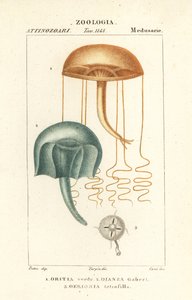 Nacktaugenqualle, Orythia viridis, Oritia verde 1, und Hydrozoen, Geryonia proboscidalis, Dianea gabert 2, und Liriope tetraphylla, Gerionia tetrafilla 3