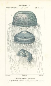 Nacktaugenqualle, Berenix euchroma 1 und Kristallqualle, Aequorea cyanea 2