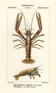 Norwegischer Hummer und Garnele