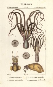 Oktopus- und Tintenfischarten von Corsi Corsi