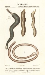 Erdnusswürmer, Sipunculus nudus 1, Siphonosoma cumanense 4, etc. von Corsi Corsi
