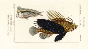 Rotfeuerfisch, Pterois volitans, Pteroide volante 1, und Blauer Blanquillo, Taenianotus latovittatus, Tenianoto striata larga 2 von Corsi Corsi