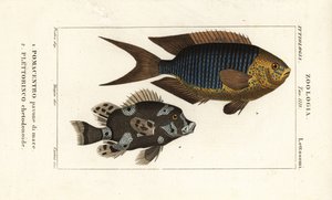 Saphirdemoiselle, Pomacentrus pavo, pavone di mare 1, und Harlekin-Süßlippe, Plectorhinchus chaetodonoides, Plettorinco chetodonoides 2 von Corsi Corsi