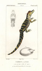 Brillenkaiman und schlüpfendes Ei des Amerikanischen Krokodils von Corsi Corsi