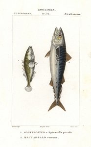Dreistachliger Stichling und Atlantischer Makrele