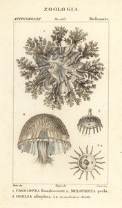 Kopfstehende Qualle, Cassiopea frondosa 1, Melicertum-Arten 2 und Obelia-Polyp 3 von Corsi Corsi