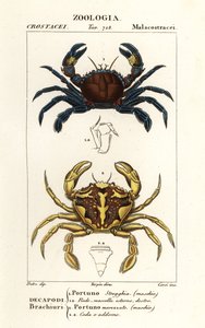 Samt-Schwimmkrabbe und Marmor-Schwimmkrabbe