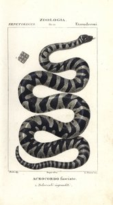 Warzenschlange oder kleine Feilenschlange, Acrochordus granulatus von Corsi Corsi