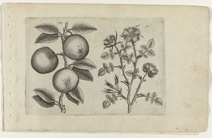 Apfel und Hundsrose Cognoscite lilia (Serientitel) von Crispijn van de Passe (I) (attributed to)