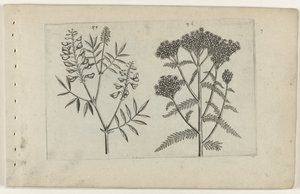 Boswikke en duizendblad