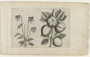 Driekleurig viooltje und Apfel von Crispijn van de Passe (I) (attributed to)