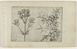 Tausendgüldenkraut(?) und Stechpalme