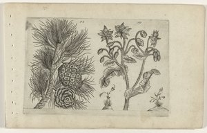 Grove den und Borretsch