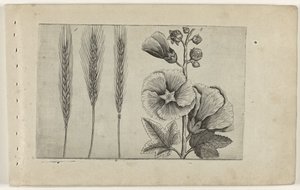 Roggen und Stockrose