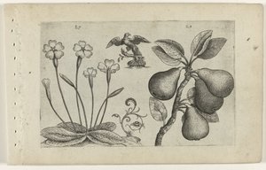 Schlüsselblume und Birne von Crispijn van de Passe (I) (attributed to)