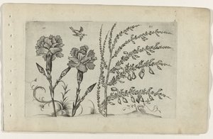 Nelke und Ginster Cognoscite lilia (Serientitel)
