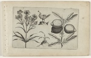 Nelke und Zitrone von Crispijn van de Passe (I) (attributed to)