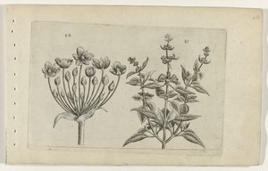 Schwanenblume und kleinblütiger Salbei Cognoscite lilia (Serientitel)