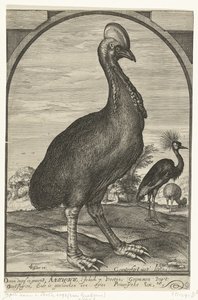 Kasuar, mitgebracht von Willem Jacobsz. aus Ostindien und Prinz Maurits geschenkt, 1614 von Crispijn van den Queborn (attributed to)