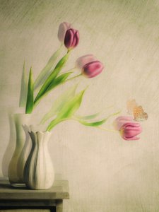 Träumende Tulpen und Schmetterling