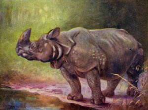 Im Zoo: Nashorn
