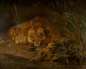 Tiger und Beute
