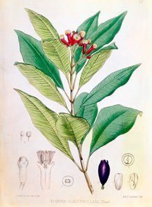 Gewürznelke, Blütenknospe von Syzygium aromaticum Eugenia carophyllata von D Blair