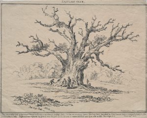 Fairlop Oak, 1811