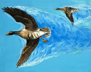 Turbulenzen verursacht durch fliegende Vögel
