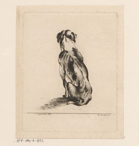 Sitzender Hund von hinten gesehen von D. Merrem