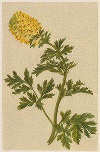 Zweig mit einer Blume der Corydalis von D. van Alphen