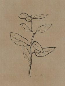 Eukalyptus Setzling