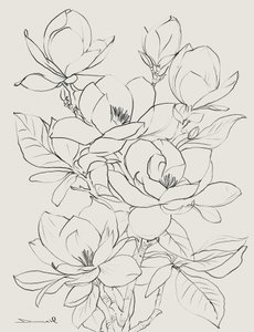 Magnolienbaum