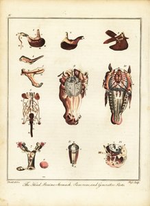 Anatomie eines Pferdes. 1792 von Daniel (after) Dodd