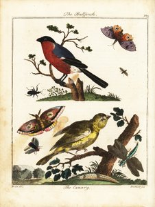 Gimpel, Kanarienvogel, Schmetterling, Motte usw. 1792 (Gravur) von Daniel (after) Dodd