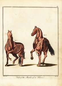 Muskulatur eines Pferdes. 1792