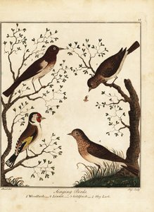Singvögel: Heidelerche, Hänfling, Stieglitz, Feldlerche. 1792