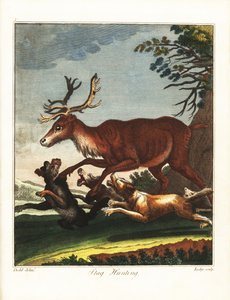 Hirschjagd von Daniel (after) Dodd