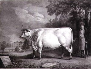 Der Baron, ein preisgekrönter Shorthorn (Die Nannau Weiße Kuh) graviert von Charles Joseph Hullamandel (1789-1850) 1824