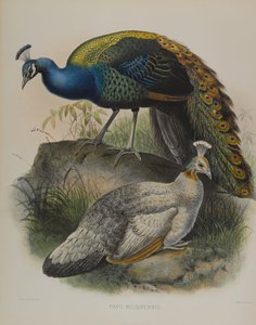 Pavo Nigripennis - Schwarzschulterpfau von Daniel Giraud and Gould John Elliott